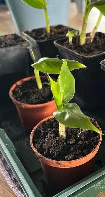 Bananenplant stekjes - Tropisch tintje! beschikbaar voor biedingen
