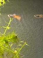 Endler guppen, Dieren en Toebehoren, Vissen | Aquariumvissen, Vis