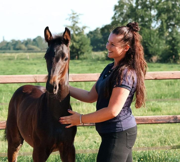 Hele lieve 1,5 jarige hengst van Livius, Dieren en Toebehoren, Paarden, Hengst, Onbeleerd, 0 tot 2 jaar, Dressuurpaard, Met stamboom
