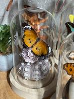 Vlinder in stolp op zee-egel, Verzenden, Nieuw, Insect, Overige typen