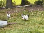 Trio Wyandotte wit columbia kriel, Dieren en Toebehoren, Pluimvee, Meerdere dieren, Kip