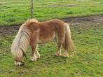 Shetlandpony Hengst, Dieren en Toebehoren, Pony's, Hengst, 3 tot 6 jaar, A pony (tot 1.17m), Recreatiepony