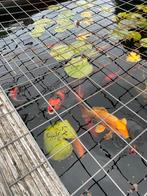 Japanse koi karper goud, Dieren en Toebehoren, Vissen | Vijvervissen, Karper of Koi