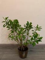 Kamerplant, Ophalen of Verzenden, Halfschaduw, Minder dan 100 cm