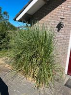 Cortaderia selloana, twee stuks, Tuin en Terras, Planten | Bomen, Ophalen of Verzenden, Overige soorten