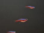 Kardinaaltetra (Paracheirodon axelrodi), Vis, Zoetwatervis, Schoolvis