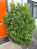 2 Magnolia Struiken Roze - 1.80m, Halfschaduw, Overige soorten, Lente, 100 tot 250 cm