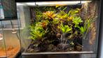 Paludarium met vroepje Ranitomeya vanzolinii, Dieren en Toebehoren, Reptielen en Amfibieën | Toebehoren, Ophalen, Terrarium of Paludarium