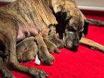 Duitse dog, Dieren en Toebehoren, Particulier, Rabiës (hondsdolheid), 8 tot 15 weken, Buitenland