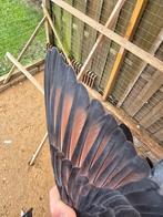 Postduiven duiven (kite doffer)