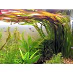 Valissneria gigantea, Dieren en Toebehoren, Vissen | Aquaria en Toebehoren, Ophalen