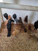 15 brunner kroppers 35 euro, Meerdere dieren, Overige soorten