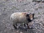 Ouessant ram, Dieren en Toebehoren, Mannelijk, Schaap