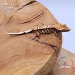 Wimpergekko Correlophus ciliatus JOKERGECKOS, Dieren en Toebehoren, Hagedis, 0 tot 2 jaar