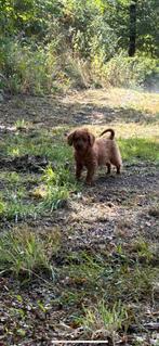 Mini labradoodle, Dieren en Toebehoren, Poedel, Rabiës (hondsdolheid), 8 tot 15 weken, Meerdere
