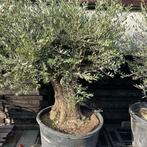 Olijfbomen, olijf, Olea europaea, uit voorraad geleverd, Ophalen of Verzenden, Olijfboom