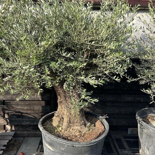 Olijfbomen, olijf, Olea europaea, uit voorraad geleverd, Tuin en Terras, Planten | Bomen, Olijfboom, Ophalen of Verzenden