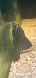 L190 panaqeu 20/25 cm, Dieren en Toebehoren, Vissen | Aquariumvissen, Vis