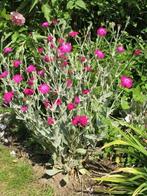 Roze Prikneus Zaden, Ophalen of Verzenden, Volle zon, Zaad