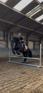 Lease / verzorg / bijrij paard of pony gezocht!!, Ophalen of Verzenden, Nieuw
