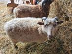 Schapenram Paiki kruising Shetland Skudde ram, Mannelijk, Schaap, 0 tot 2 jaar
