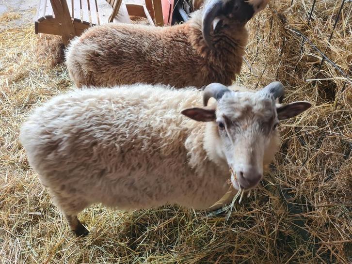 Schapenram Paiki kruising Shetland Skudde ram, Dieren en Toebehoren, Schapen, Geiten en Varkens, Schaap, Mannelijk, 0 tot 2 jaar