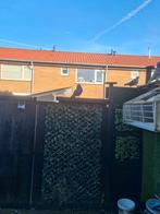 Mooie  jonge  til doffertje, Dieren en Toebehoren, Vogels | Duiven, Mannelijk, Kropper