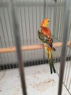 Roodruggen, Dieren en Toebehoren, Vogels | Parkieten en Papegaaien, Mannelijk, Parkiet