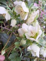 Helleborus wit of paars, Tuin en Terras, Planten | Tuinplanten, Zomer, Ophalen of Verzenden, Overige soorten, Volle zon