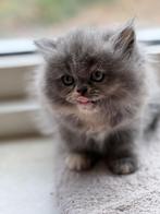 Prachtige perzische kittens, Dieren en Toebehoren, Katten en Kittens | Raskatten | Langhaar, Meerdere dieren, Ontwormd