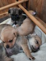 Lieve kleinblijvende kruising pups. Jack x Mops x Pommeriaan, Dieren en Toebehoren, Honden | Niet-rashonden, CDV (hondenziekte)