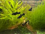 Black Molly’s, Dieren en Toebehoren, Vissen | Aquariumvissen, Vis