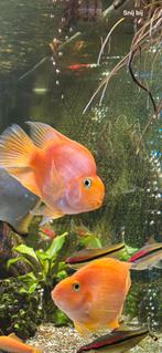Mooi vis, Dieren en Toebehoren, Vissen | Aquariumvissen, Vis, Schoolvis