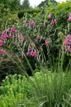 Zaden Dierama pulcherrimum, Tuin en Terras, Verzenden, Volle zon