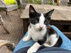 Lieve kittens, Dieren en Toebehoren, Katten en Kittens | Overige Katten, Kater