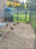 6 goudfazanten 5 hanen 1 hen 2025, Dieren en Toebehoren, Pluimvee, Meerdere dieren, Kip