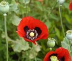 Bio Zaden Slaapbol - Papaver somniferum, Tuin en Terras, Bloembollen en Zaden, Halfschaduw, Ophalen of Verzenden, Voorjaar, Zaad