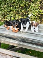 Jack russell pups, diverse kleuren, Jack Russell Terriër, CDV (hondenziekte), 8 tot 15 weken, Meerdere