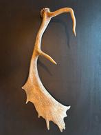 Gewei hert, Ophalen, Gebruikt