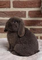 Raszuivere bewezen minilop ram 8 maanden oud, Dieren en Toebehoren, Mannelijk, Dwerg, Hangoor, 0 tot 2 jaar