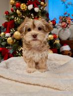 Prachtige boomer pups, Nederland, Overige rassen, CDV (hondenziekte), 8 tot 15 weken