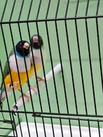 Koppel  zwartkop witborst, Dieren en Toebehoren, Vogels | Overige Vogels, Meerdere dieren, Tropenvogel, Geringd