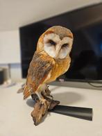 Mooie kerkuil, Dieren en Toebehoren, Vogels | Overige Vogels