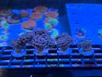 Euphyllia Paraancora Copper hamerkoraal, Dieren en Toebehoren, Vissen | Aquariumvissen, Overige typen, Zoutwatervis