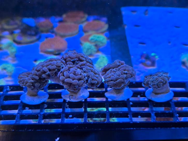 Euphyllia Paraancora Copper hamerkoraal, Dieren en Toebehoren, Vissen | Aquariumvissen, Zoutwatervis, Overige typen