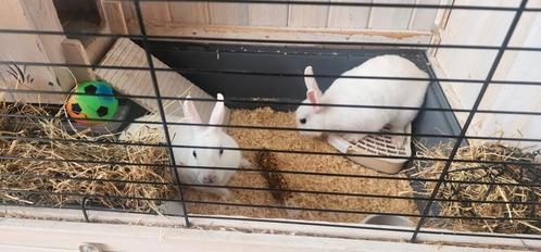 Overcompleet Konijnenhok + 2 Super Lieve Jonge Dwergkonijnen, Dieren en Toebehoren, Konijnen, Dwerg, Mannelijk