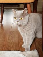 Herplaatsing Britse Korthaar poes 3,5 jaar lilac, Poes, Gechipt