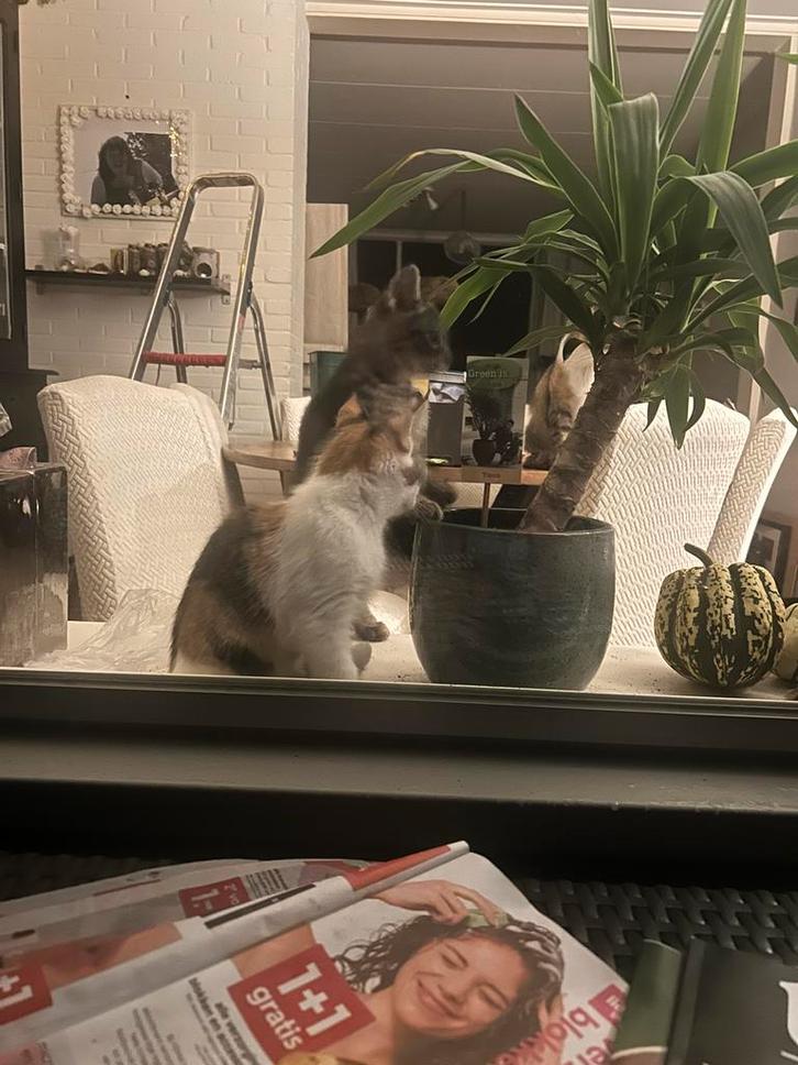 Kitten, Dieren en Toebehoren, Katten en Kittens | Overige Katten, Poes