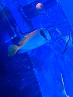 Vossekop vis, Dieren en Toebehoren, Vis