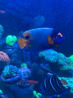 Zoutwatervis zeewateraquarium, Ophalen of Verzenden